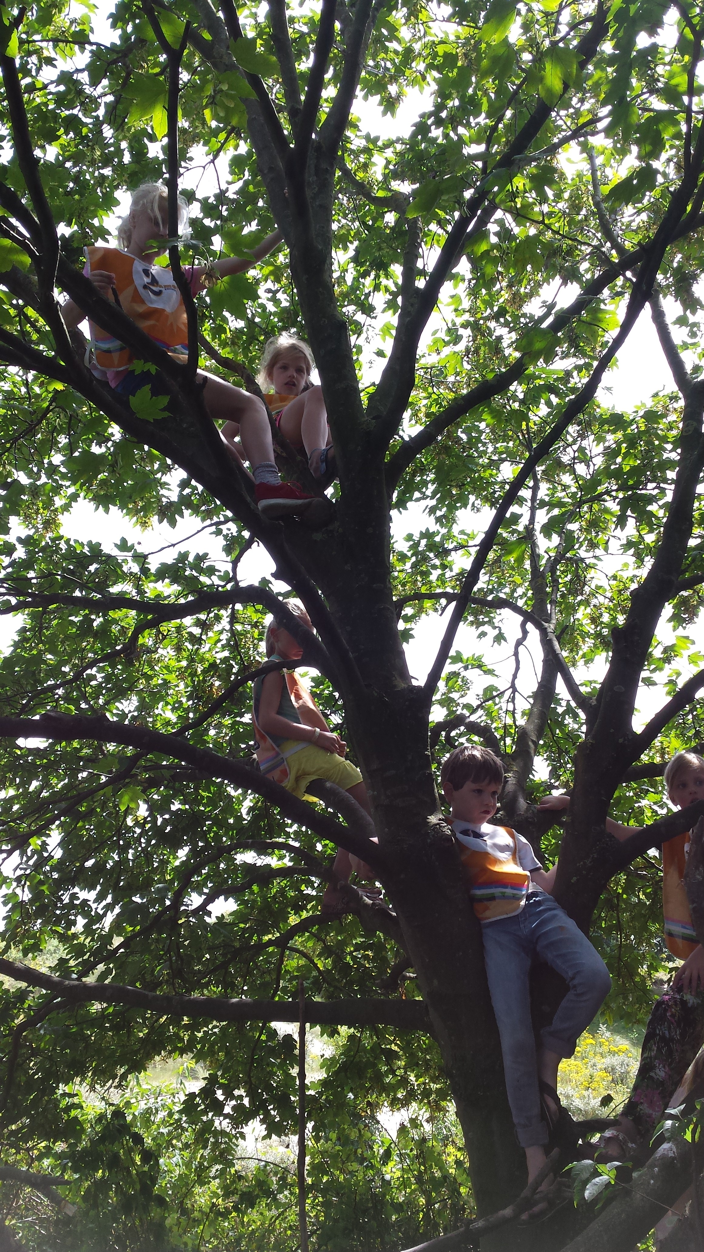 wanneer heb jij voor het laatst in een boom geklommen?