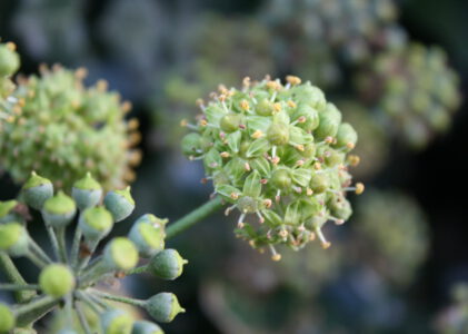 gratis natuur inspiratie