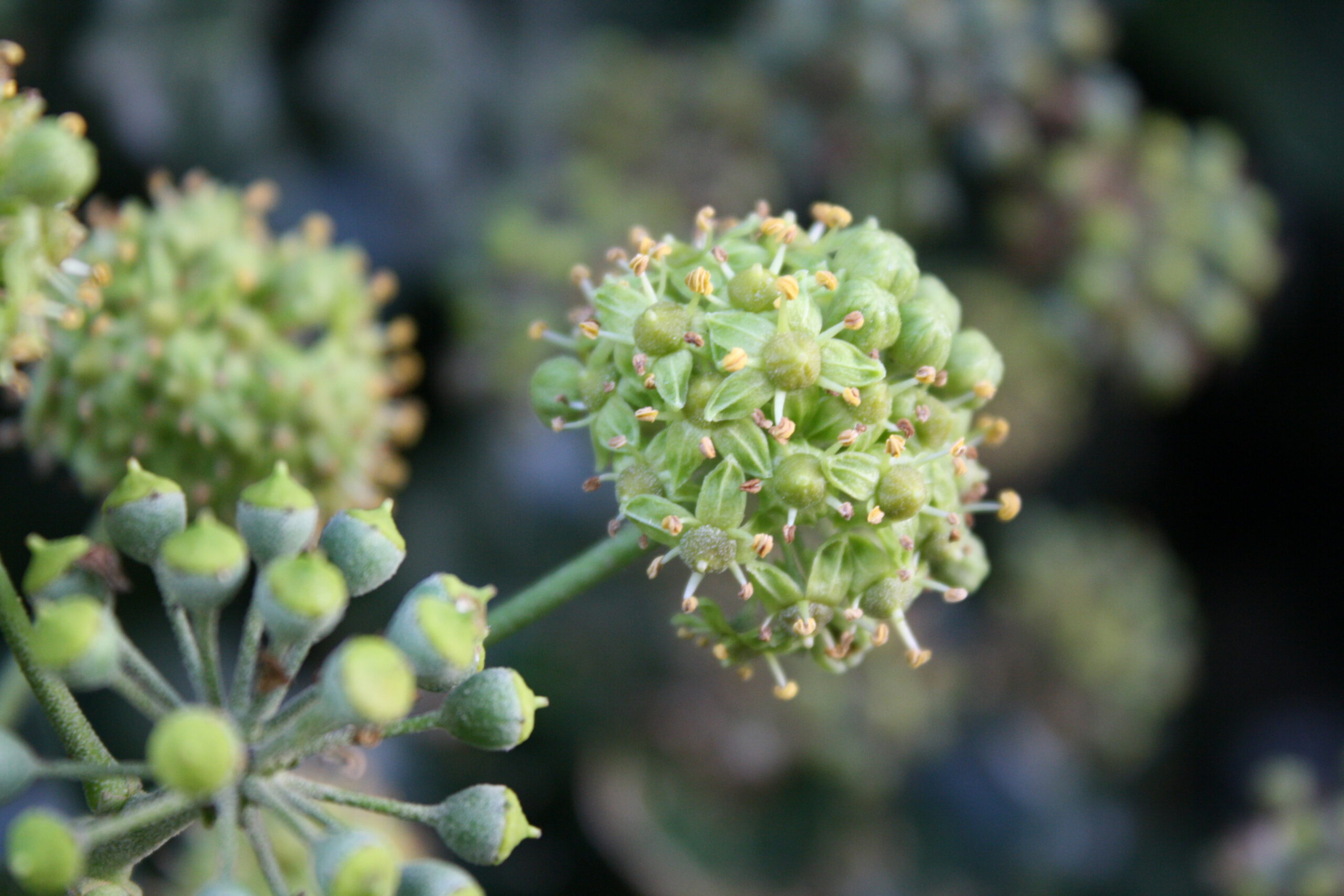 welkom bij Kickuh Coaching